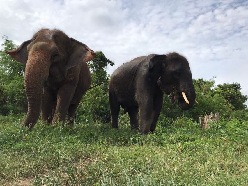 From Bangkok: Pattaya Ethical Elephant Sanctuary Day Trip - The long road from Bangkok to Chonburi