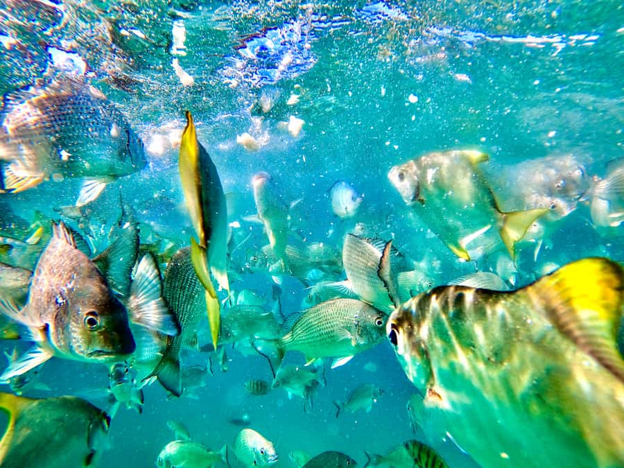 From Brisbane: Moreton Island Full-Day Trip - Snorkeling at the Tangalooma Shipwrecks