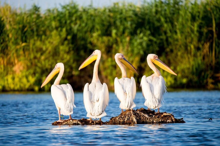 From Bucharest: Day Trip to Danube Delta - Four and a half hours among the delta’s waterways
