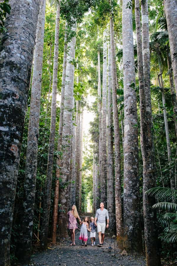 From Cairns: Atherton Tablelands and Paronella Park Day Trip - Lake Barrine: rainforest giants and a proper morning tea