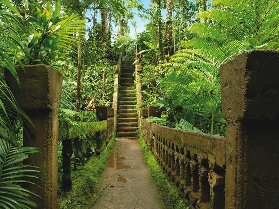 From Cairns: Atherton Tablelands and Paronella Park Day Trip - What the guides add to the experience