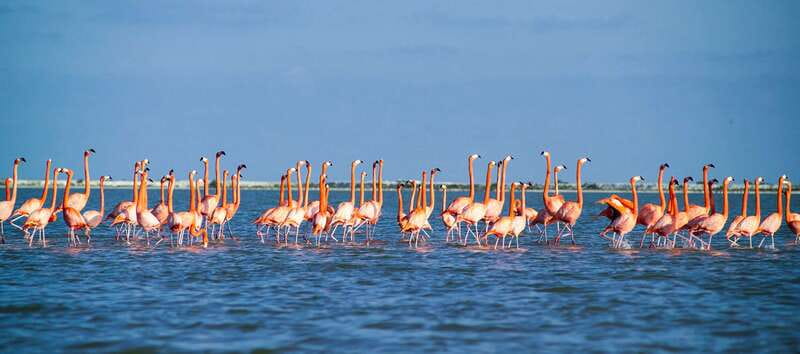 From Cancún: Rio Lagartos & Las Coloradas Day Trip & Lunch - Who should book this Río Lagartos excursion?