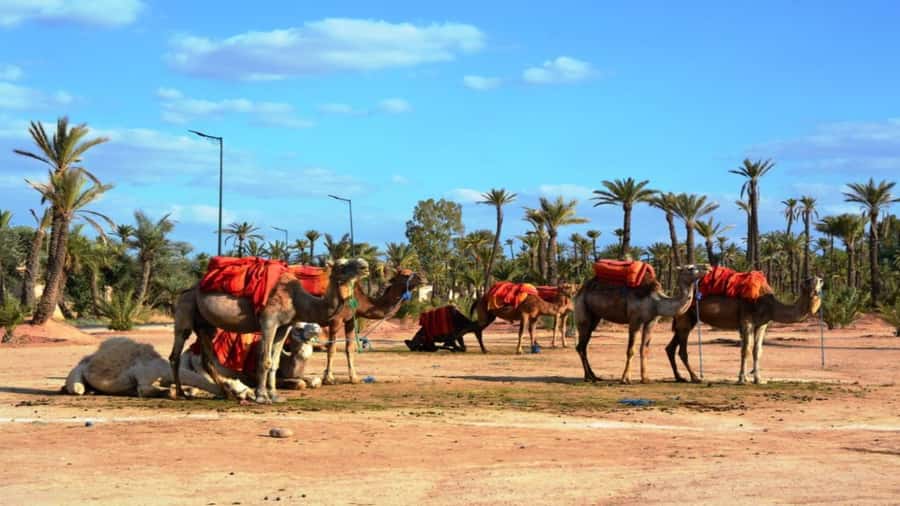From Casablanca: Day Trip to Marrakech with Camel Ride - Bahia Palace and the cost of seeing inside