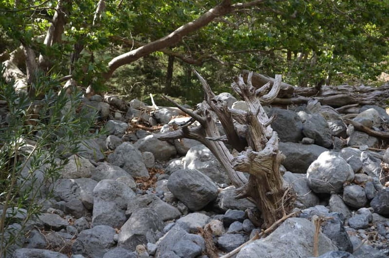 From Chania/Kalyves: Full-Day Samaria Gorge Hiking Day Trip - Agia Roumeli: lunch, a cold swim, and a long wait