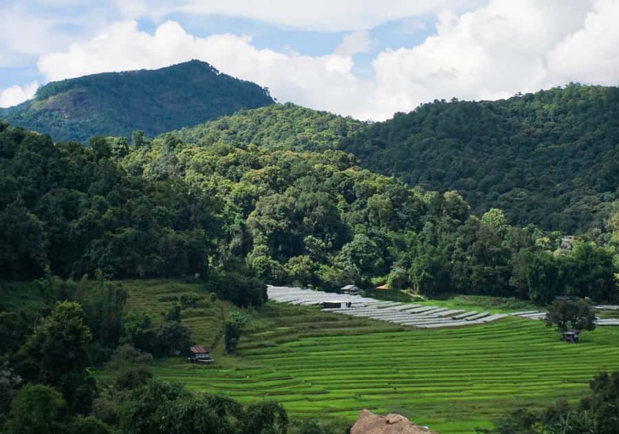 From Chiang Mai: Doi Inthanon National Park Day Trip & Hike - Angka Nature Trail and the cool mountain air