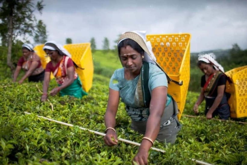 From Colombo: Kandy, Pinnawala and Tea Factory Full-Day Trip - Pinnawala and the elephant stop