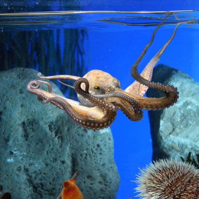 From Costa Brava: Barcelona Day Trip with Aquarium Visit - Inside the Barcelona Aquarium and its Oceanarium tunnel
