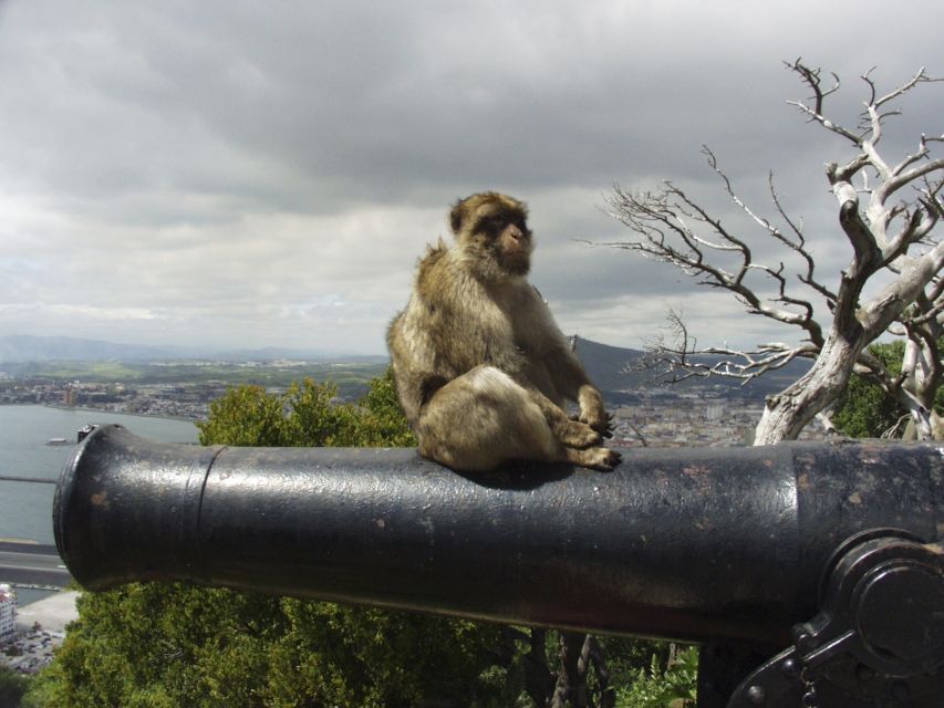 From Costa del Sol: Day Trip to Gibraltar with Guided Tour - Key points to know before booking