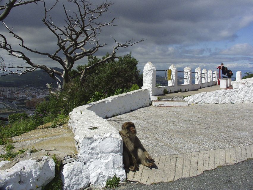 From Costa del Sol: Day Trip to Gibraltar with Guided Tour - Meeting the Barbary macaques