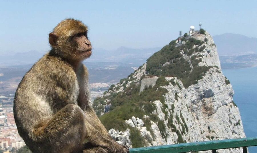 From Costa del Sol: Day Trip to Gibraltar with Guided Tour - Shopping, old streets, and the cable car question