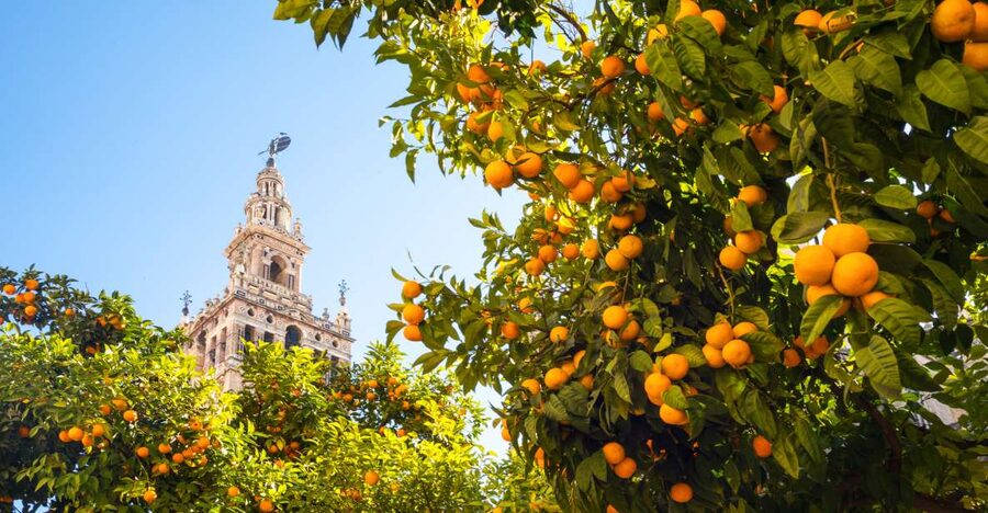 From Costa del Sol: Seville Day Trip - The guide can make the difference