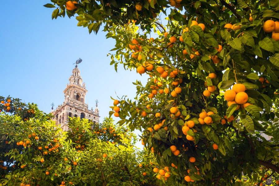 From Costa del Sol: Seville Day Trip - Arriving beside the Guadalquivir