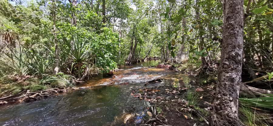 From Darwin: Litchfield National Park Small-Group Day Trip - Florence Falls and the Monsoon Forest walk