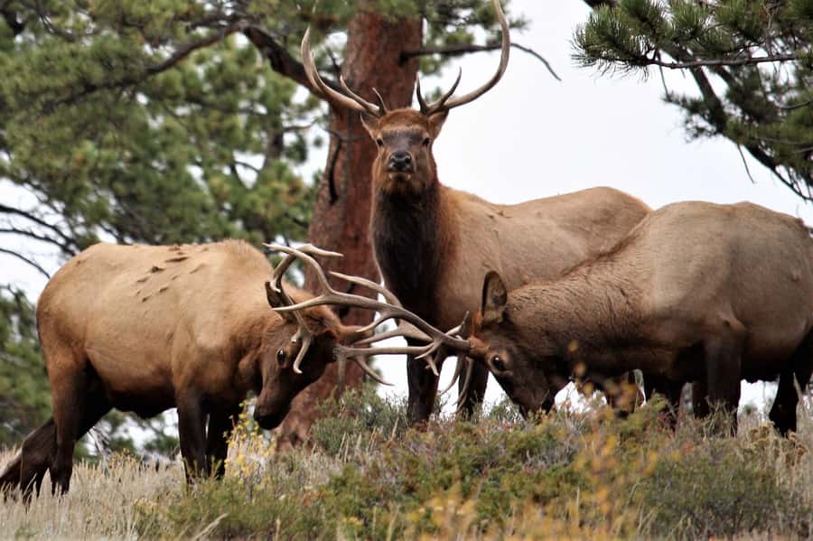 From Denver: Rocky Mountain National Park Day Trip and Lunch - Why This Denver Day Trip Works