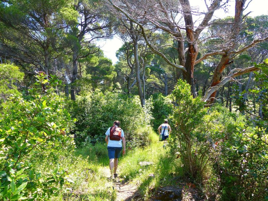 From Dubrovnik: Hiking & Swimming on Koločep Island Day Trip - Is the Koločep hike worth booking?