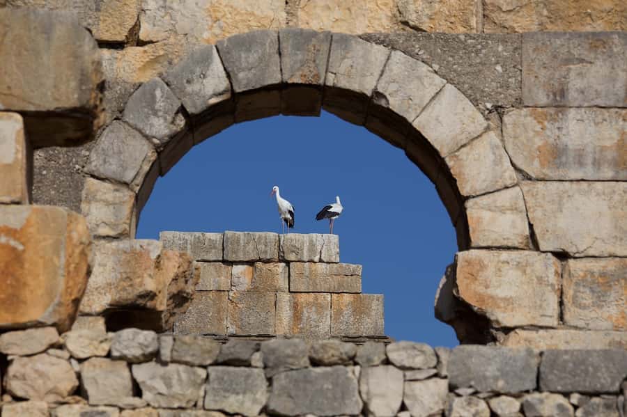 From Fes: Volubilis, Moulay Idriss and Meknes Full-Day Trip - Volubilis: mosaics, columns, and Roman North Africa