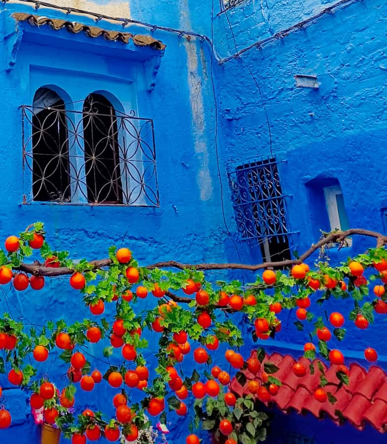 From Fez : Memorable Day Trip to Chefchaouen the Blue City - The return to Fez and the real value of the price