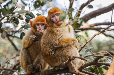 Middle Atlas and Monkey Forest Day Trip