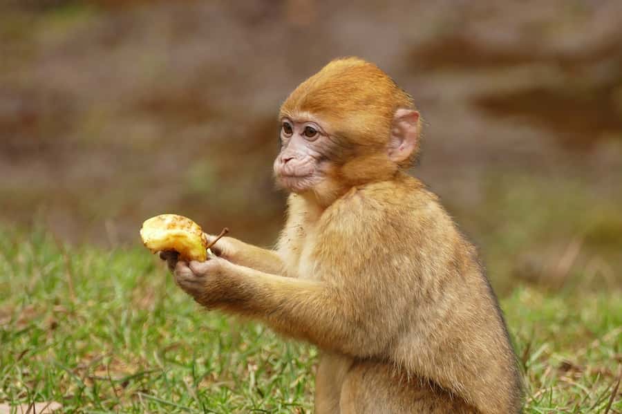 From Fez: Middle Atlas and Monkey Forest Day Trip - Lunch after the forest