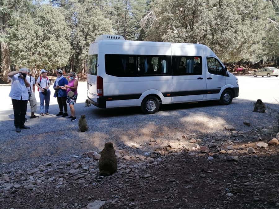 From Fez: Middle Atlas Day Trip with Ifrane National Park - Ain Vital and the mountain road to Ifrane