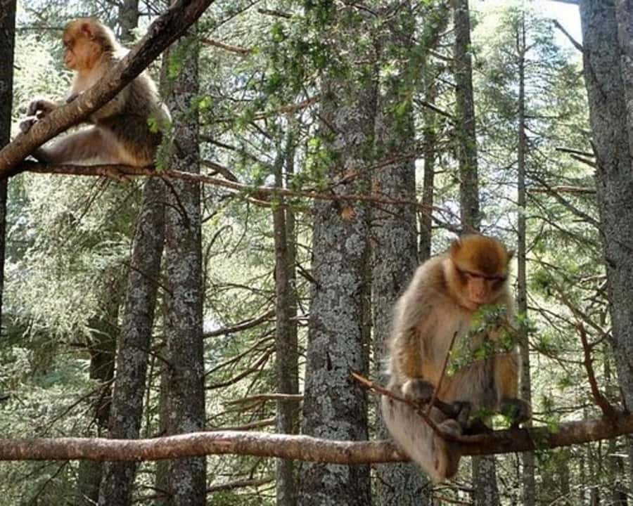 From Fez: Middle Atlas Ifran and Forest of Monkeys Day Trip - Key points to know before booking