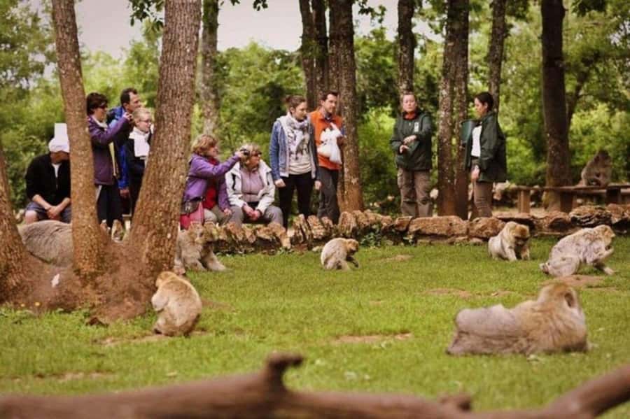 From Fez: Middle Atlas Ifran and Forest of Monkeys Day Trip - Imouzzer Kandar and the cave homes