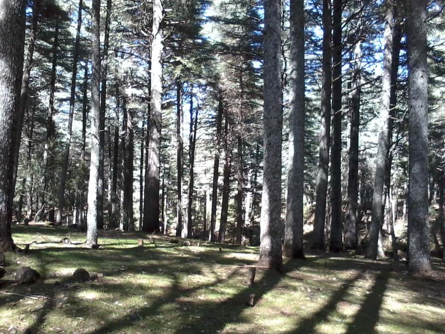 From Fez: Middle Atlas Mountains Day Trip - Ain Vital and the road to Ifrane