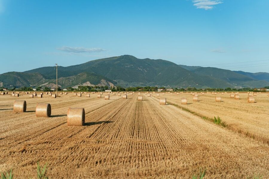 From Florence: Siena, San Gimignano, Pisa & Lunch at Winery - Pisa and the Leaning Tower