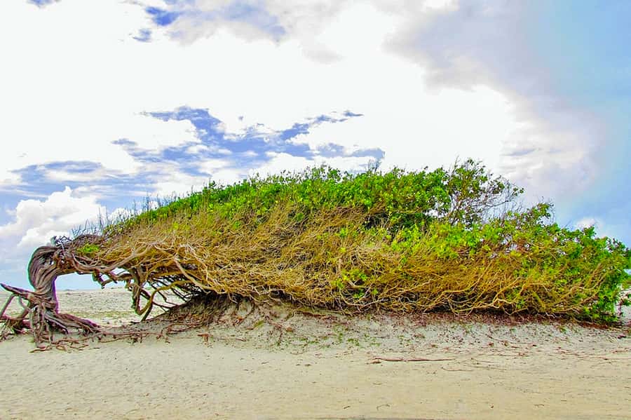 From Fortaleza: Day Trip to Jericoacoara - The road to Jijoca de Jericoacoara