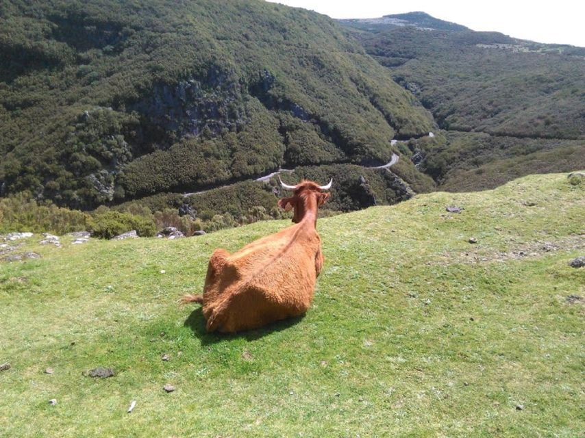 From Funchal: West Madeira and Laurel Forest Day Trip - Câmara de Lobos and Madeira’s working hills