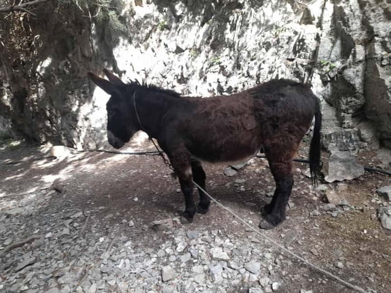 From Georgioupoli: Easy Hiking Day-Trip to Imbros Gorge - The return ride and overall pace