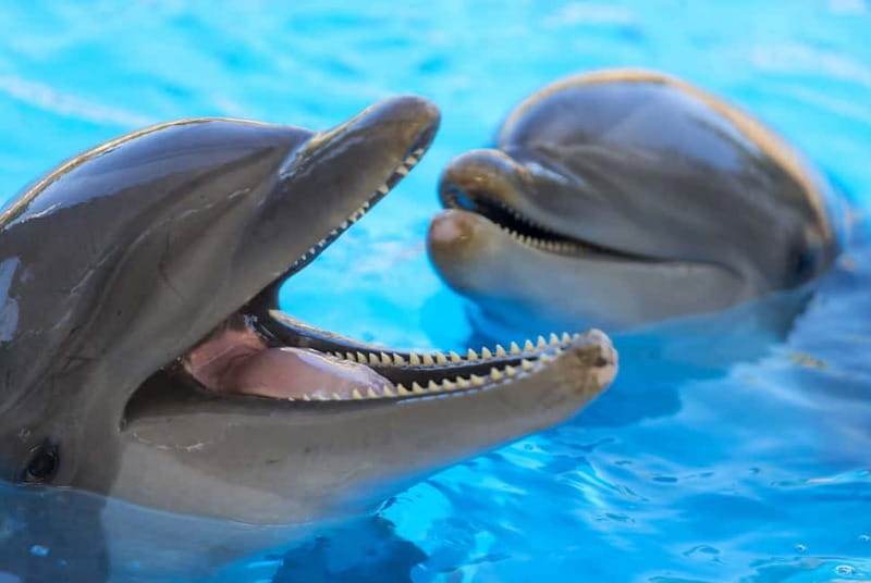 From Gran Canaria: Day Trip to Loro Parque Tenerife - Why this Gran Canaria day trip takes the whole day
