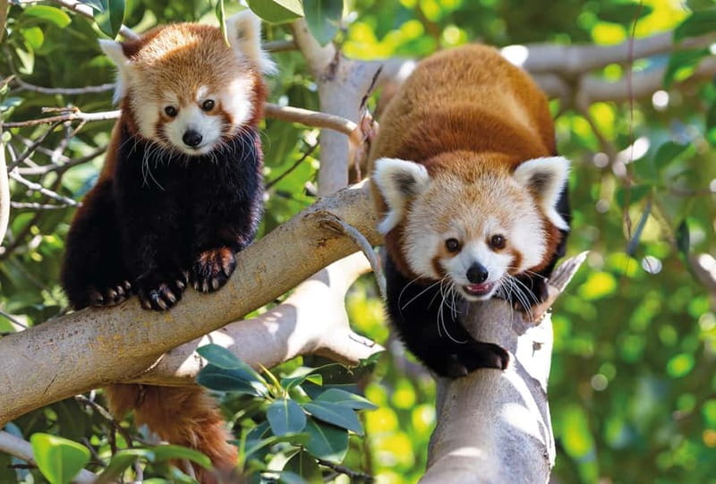 From Gran Canaria: Day Trip to Loro Parque Tenerife - Pickup in Gran Canaria and the early start