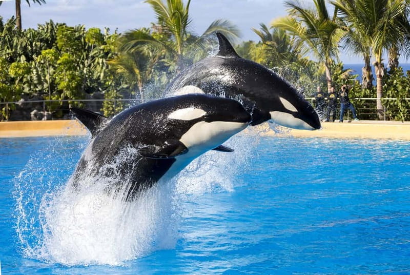 From Gran Canaria: Day Trip to Loro Parque Tenerife - Entering Loro Parque with a separate entrance