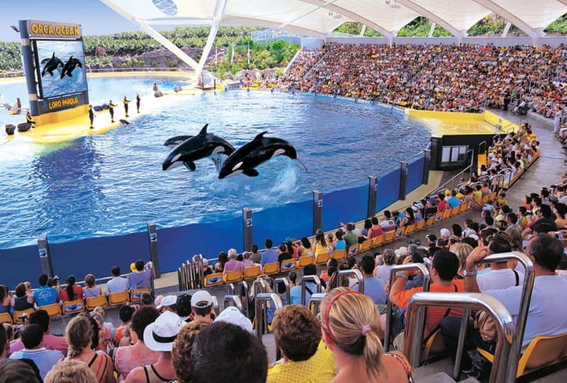 From Gran Canaria: Day Trip to Loro Parque Tenerife - Parrots, gorillas, tortoises, and aquarium life