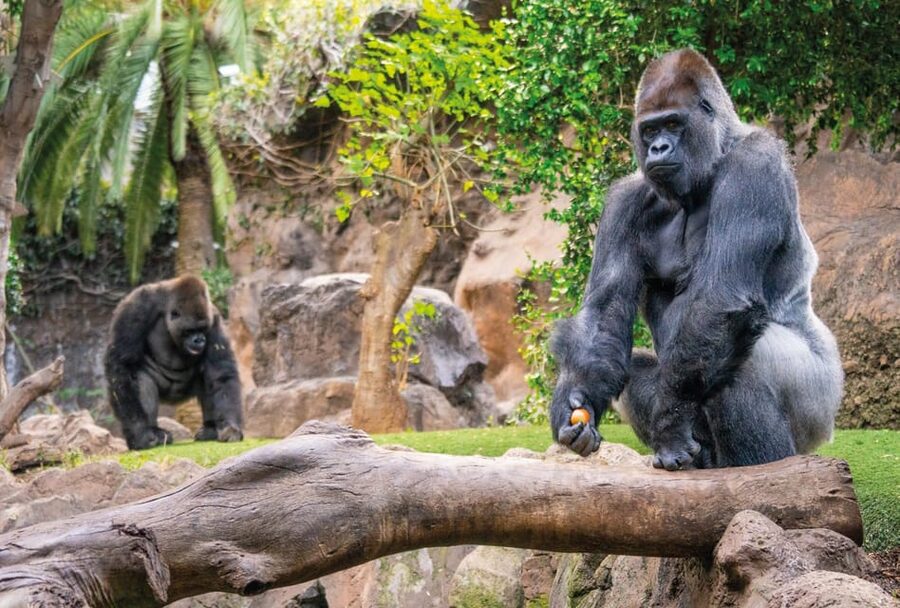 From Gran Canaria: Day Trip to Loro Parque Tenerife - How much time you get inside the park