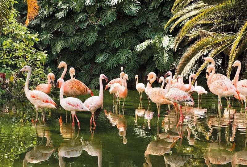 From Gran Canaria: Day Trip to Loro Parque Tenerife - Who will enjoy this trip most?