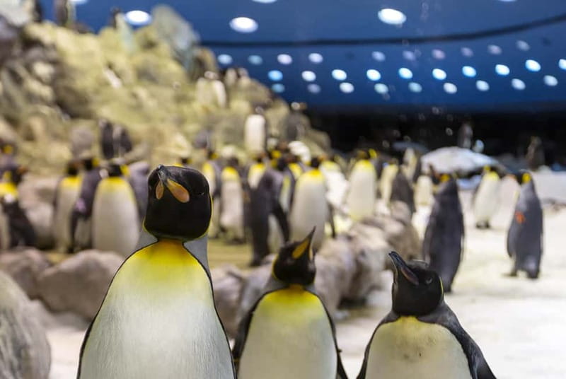 From Gran Canaria: Day Trip to Loro Parque Tenerife - The 72-minute ferry from Agaete to Santa Cruz