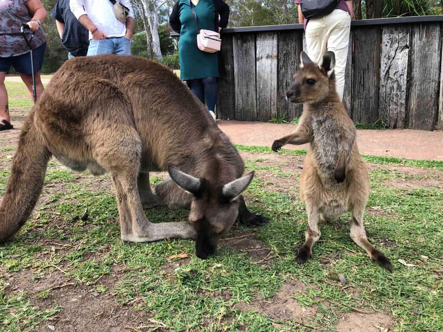 From Haymarket: Hunter Valley Wine and Wildlife Day Trip - Key details before you book