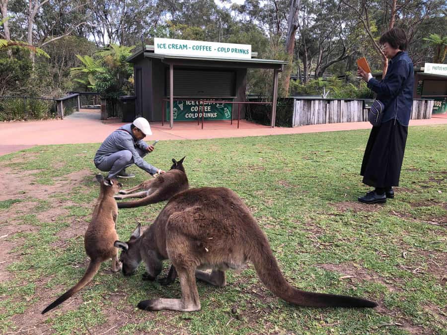 From Haymarket: Hunter Valley Wine and Wildlife Day Trip - Chocolate and cheese before the cellar doors