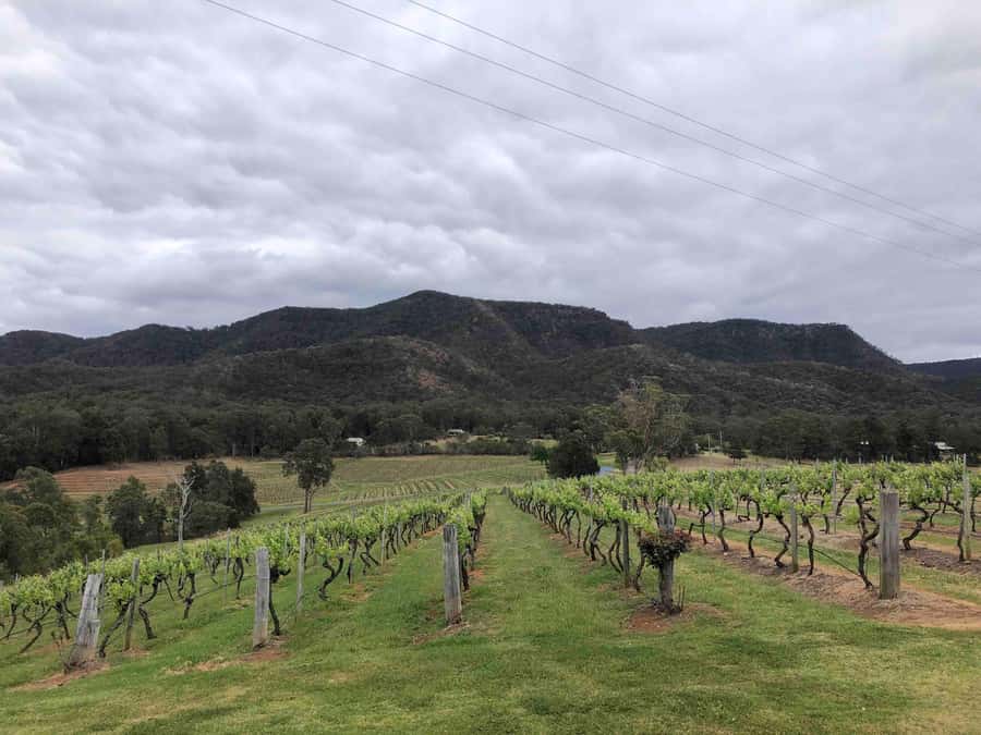 From Haymarket: Hunter Valley Wine and Wildlife Day Trip - Practical tips for a smoother day