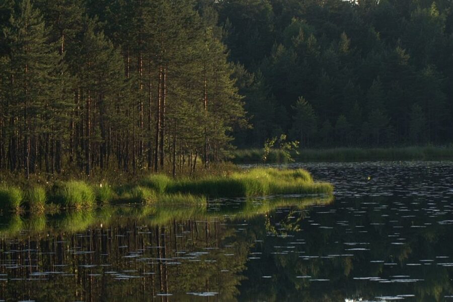 From Helsinki: Nuuksio National Park Half-Day Trip - Meeting near Helsinki Central Station