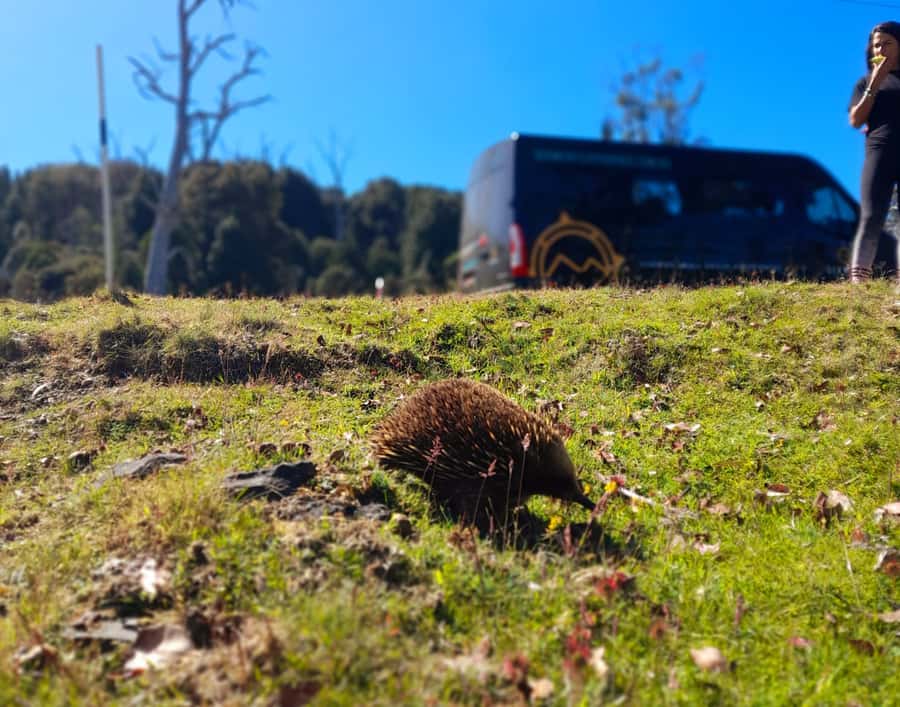 From Hobart: Active Day Trip to Cradle Mountain - Breakfast in Deloraine and the road north