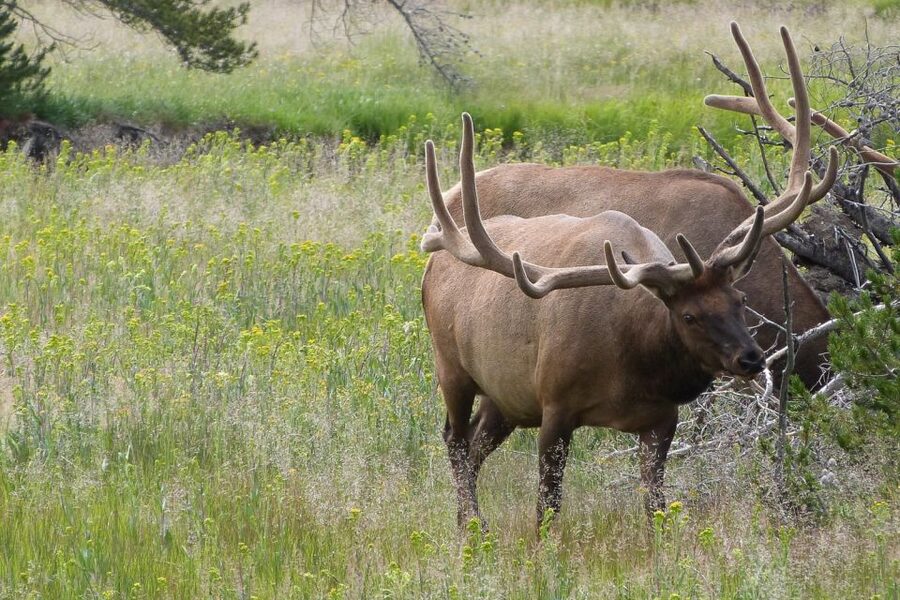 From Jackson: Yellowstone National Park Day Trip with Lunch - Is $325 a fair price?