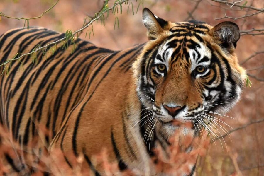 From Jaipur: One Day Trip to Ranthambore Tiger Safari - The long road from Jaipur to Sawai Madhopur