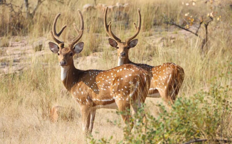From Jaipur: One Day Trip to Ranthambore Tiger Safari - Should you book it?