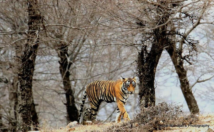 From Jaipur: One Day Trip to Ranthambore Tiger Safari - What makes Ranthambore special