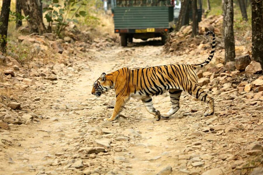 From Jaipur: One Day Trip to Ranthambore Tiger Safari - Why a tiger sighting cannot be promised