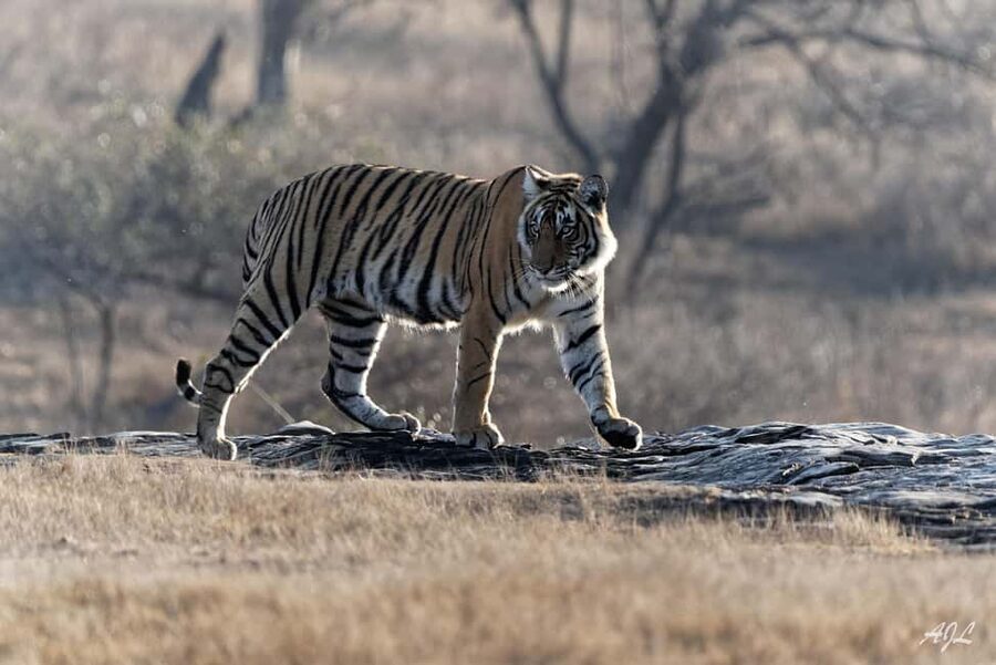 From Jaipur: One Day Trip to Ranthambore Tiger Safari - The guide situation inside the park