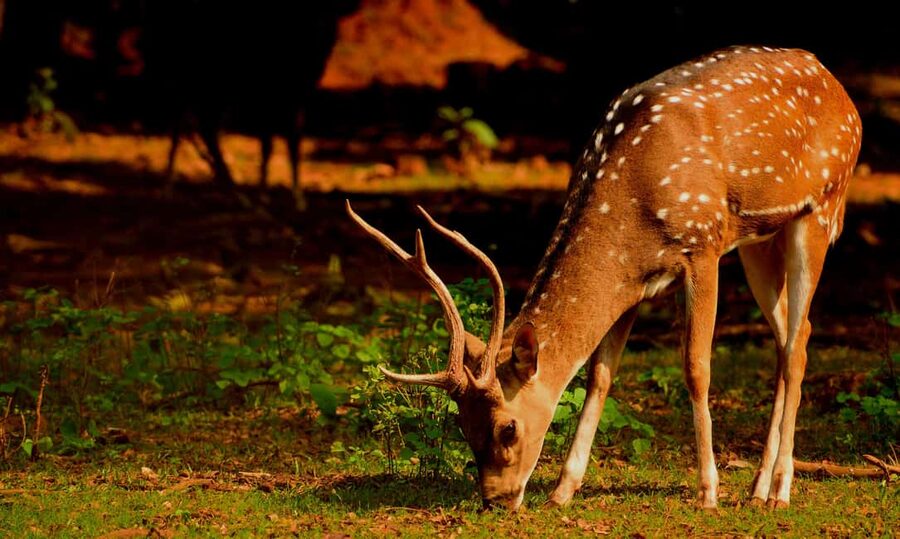 From Jaipur: One Day Trip to Ranthambore Tiger Safari - Who should book this day trip?